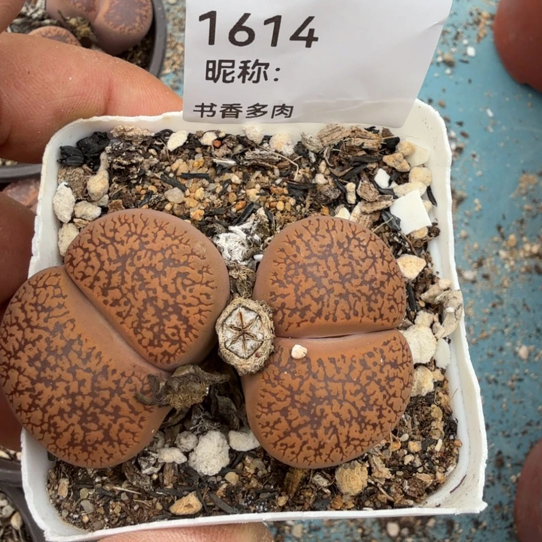王***的多肉。