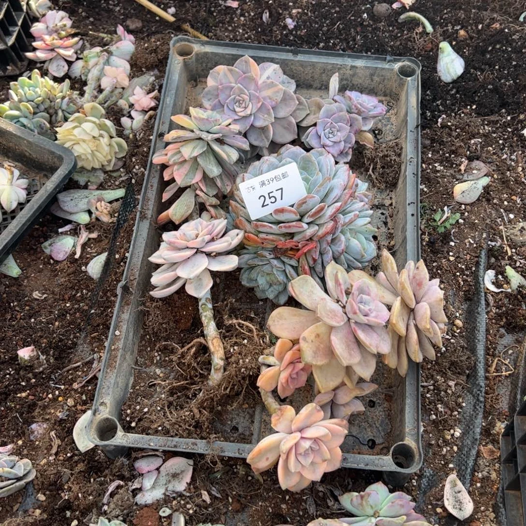 257紫乐锦老桩多肉植物