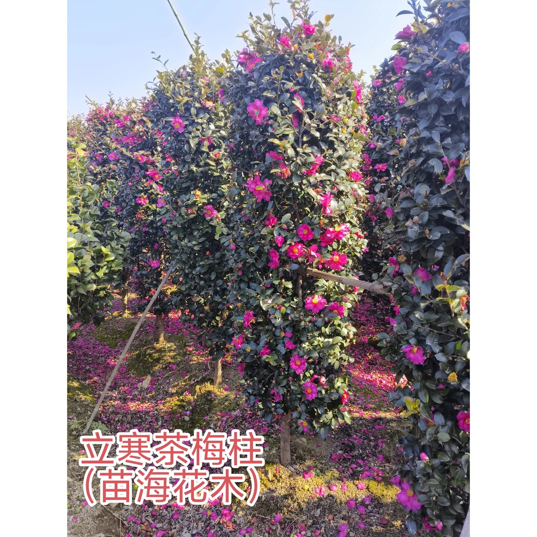 特价一颗就发立寒茶梅柱耐寒带花苞庭院绿篱笆绿植（可直接拍包邮）