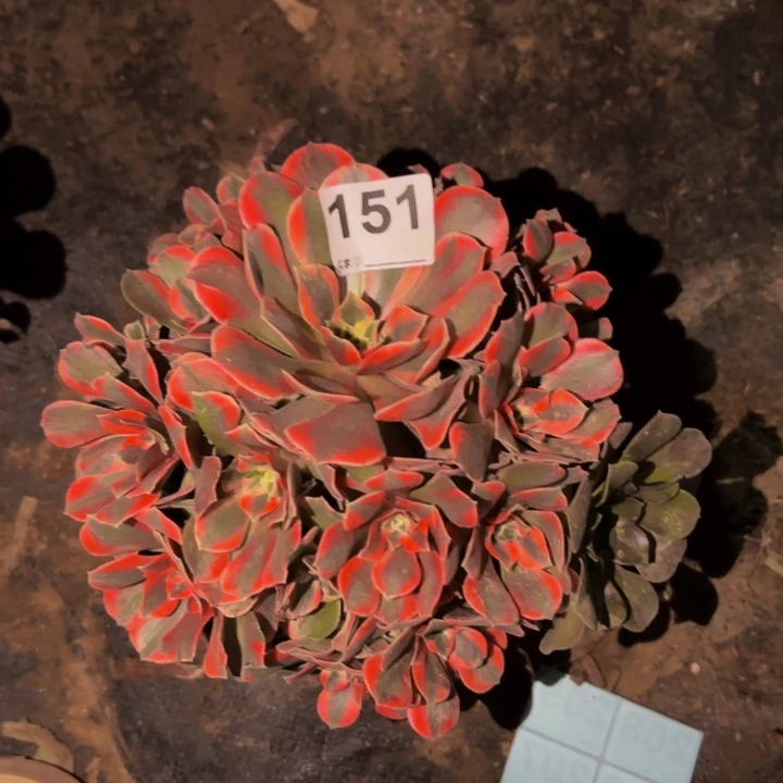 151女妖多肉植物不售后