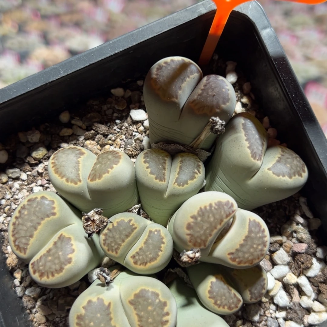 928 一物一拍，默认有伤，介意勿拍，不退不换