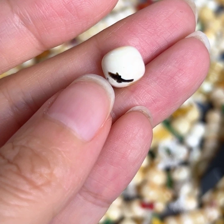 未镶嵌蜜蜡裸石9.4mm一个