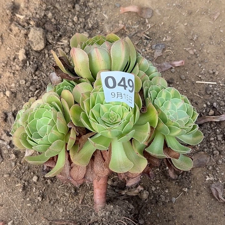 9.15.49倾城中班多肉植物6