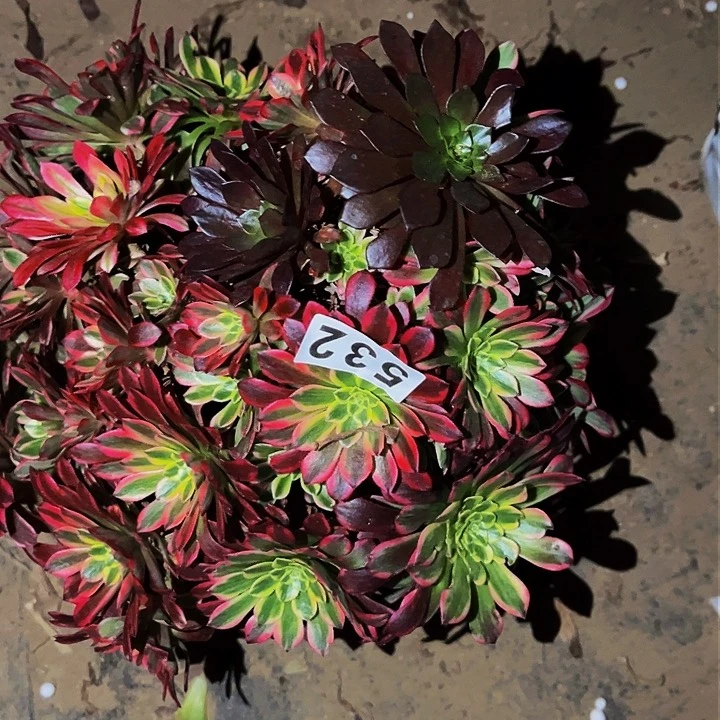 532朝霞多肉植物处理不售后砍头丛林