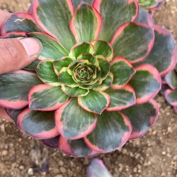 多肉植物纳福的植物