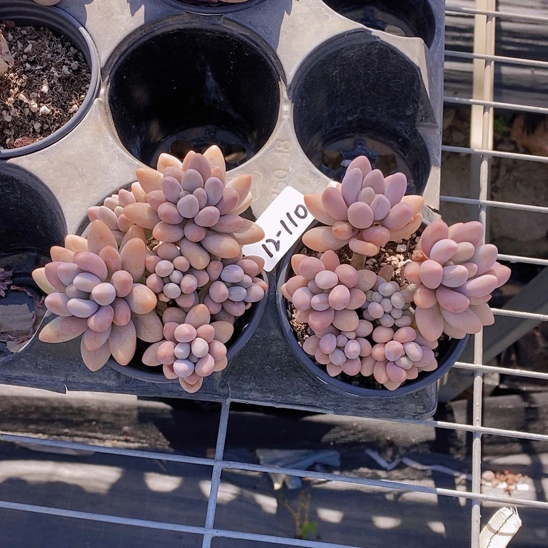 12-110- 汤圆群多头福利一颗 量拍