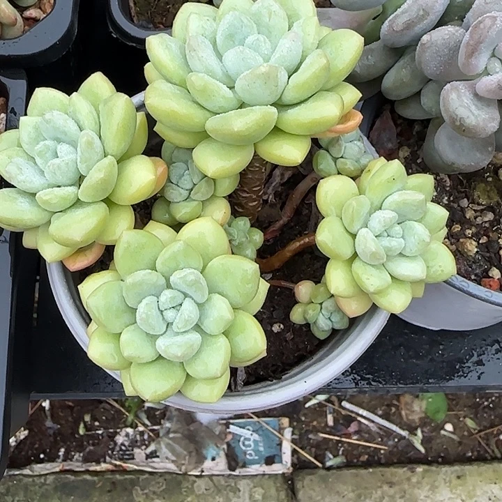 青蛙王子儿童牙膏套装？