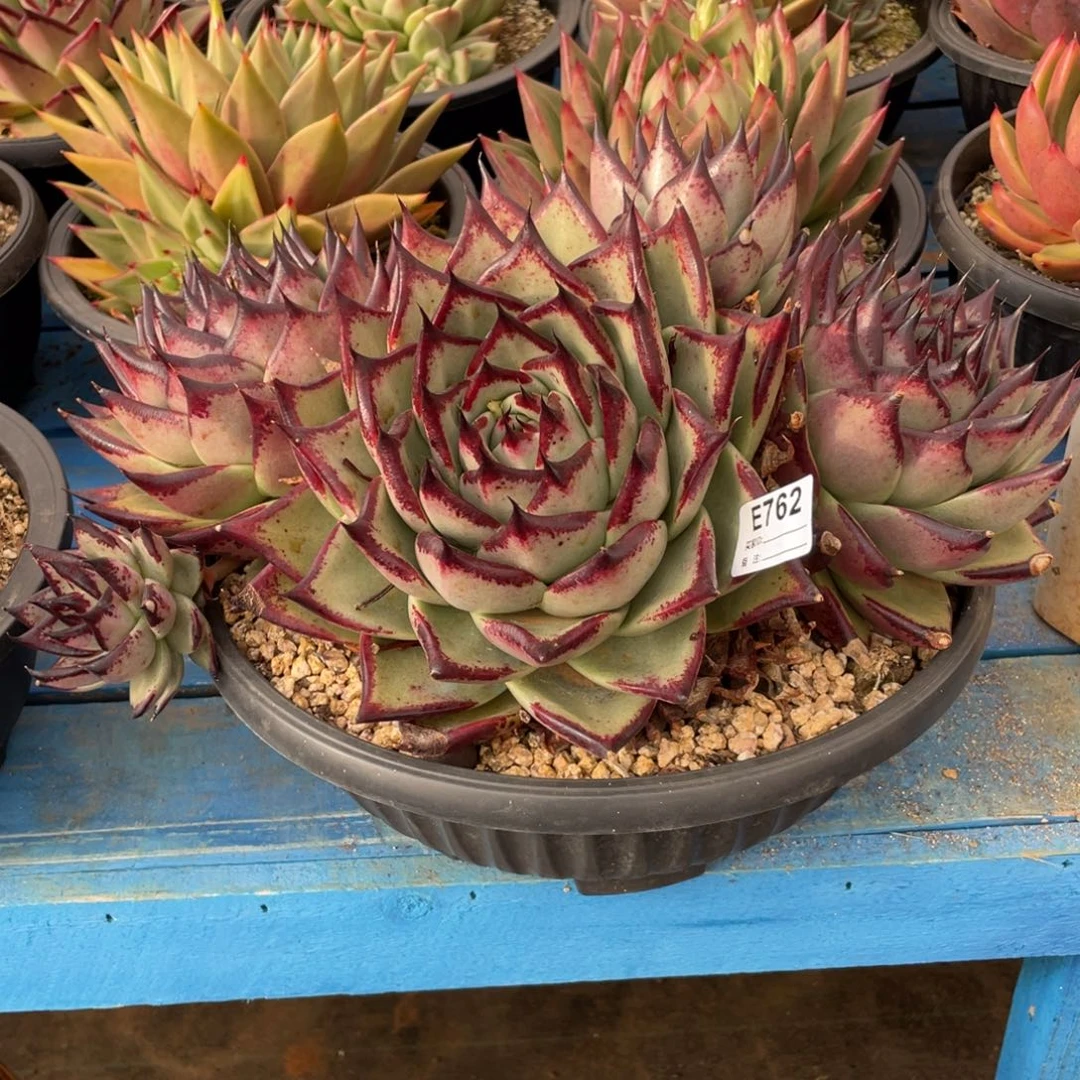 无花朵若如东云组拍E762