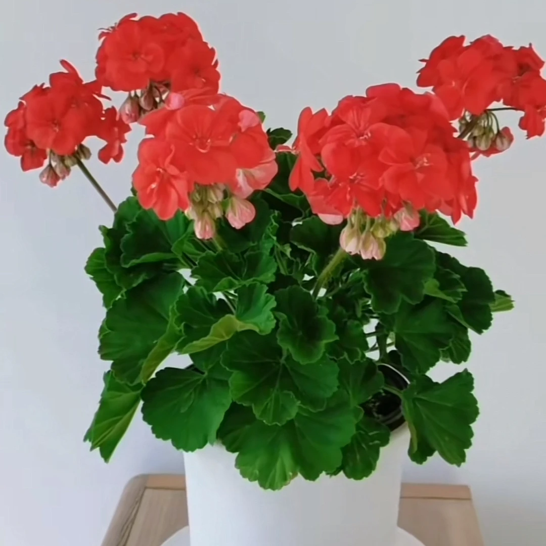 【七月】直立天竺葵新品种七月微重瓣大花轿耐热勤花大花量
