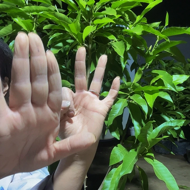 完全开放白兰花¥35