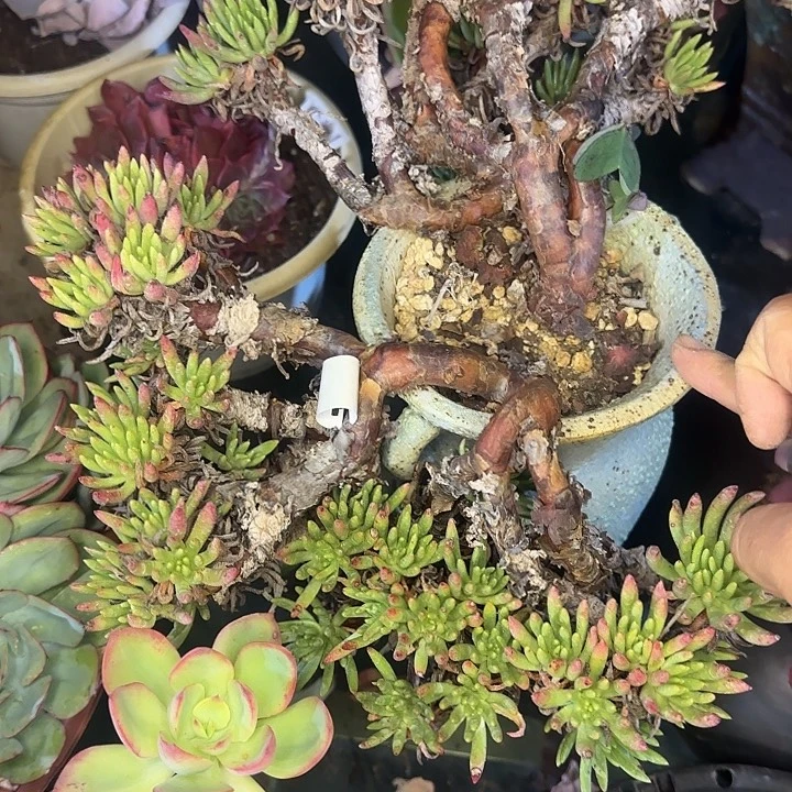 西***咪多肉植物一物一拍仙女杯维斯辛达323