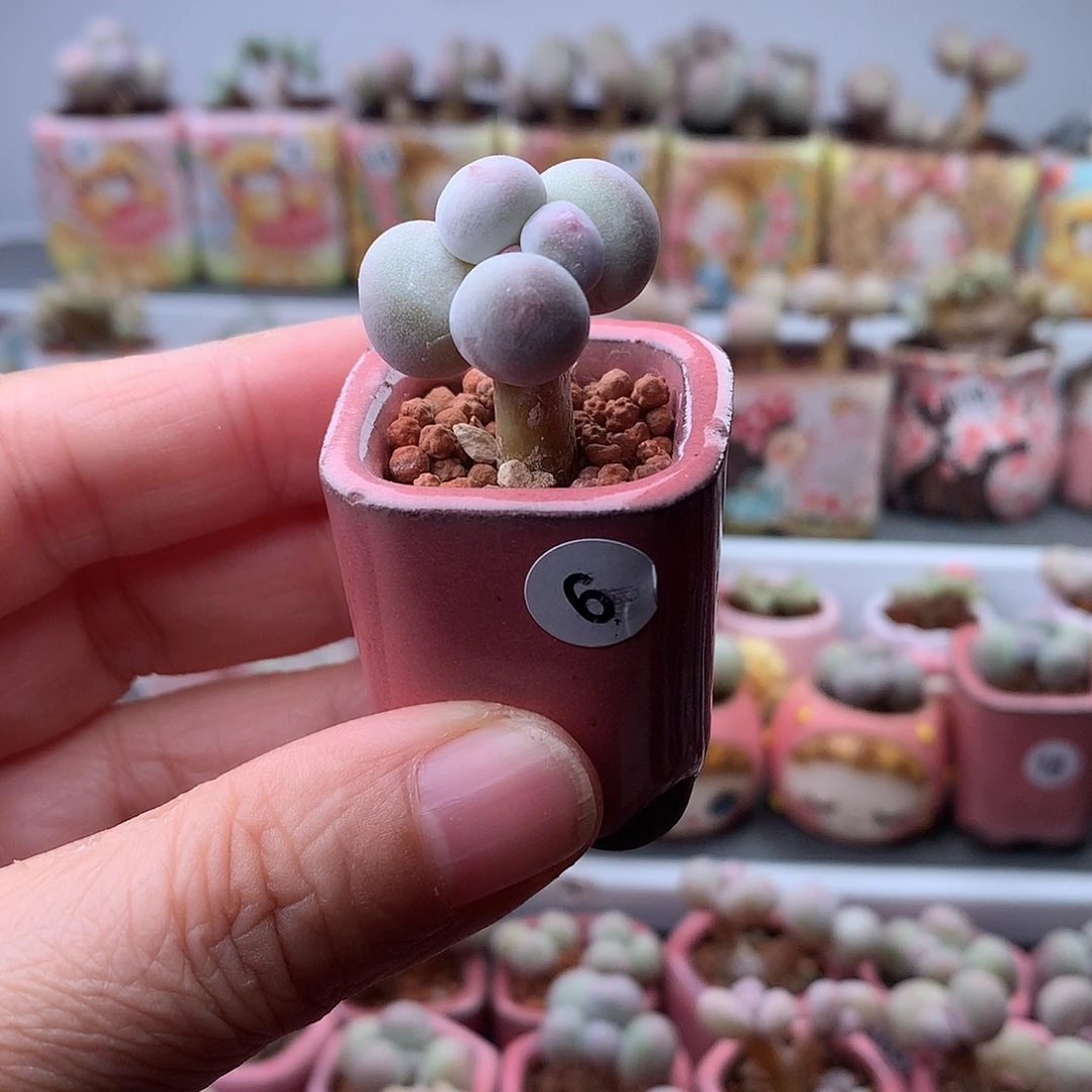 米可奶酪带盆发货