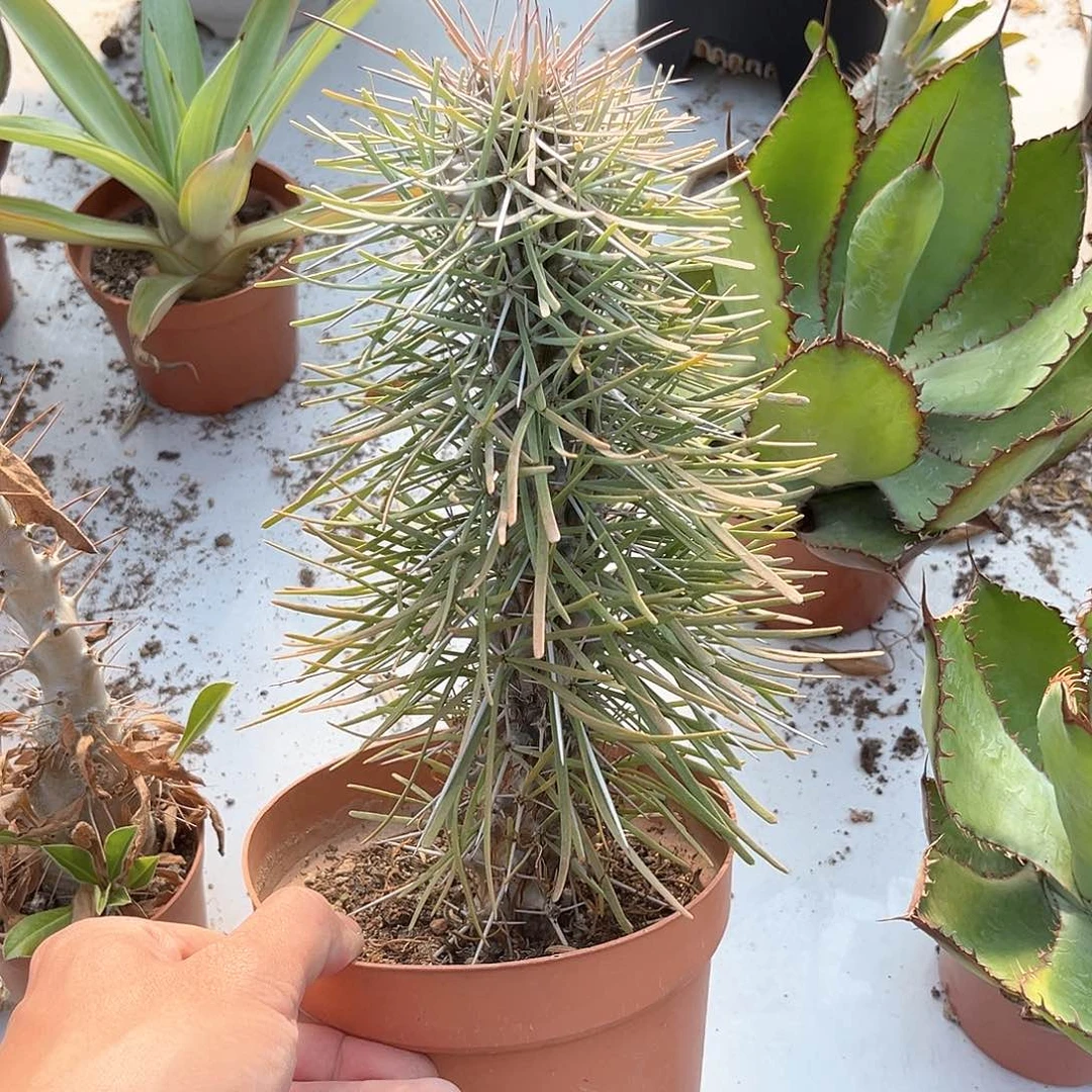 远*马达加斯加龙树50