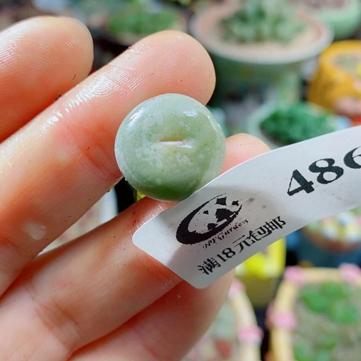 生石花花花花花花花486