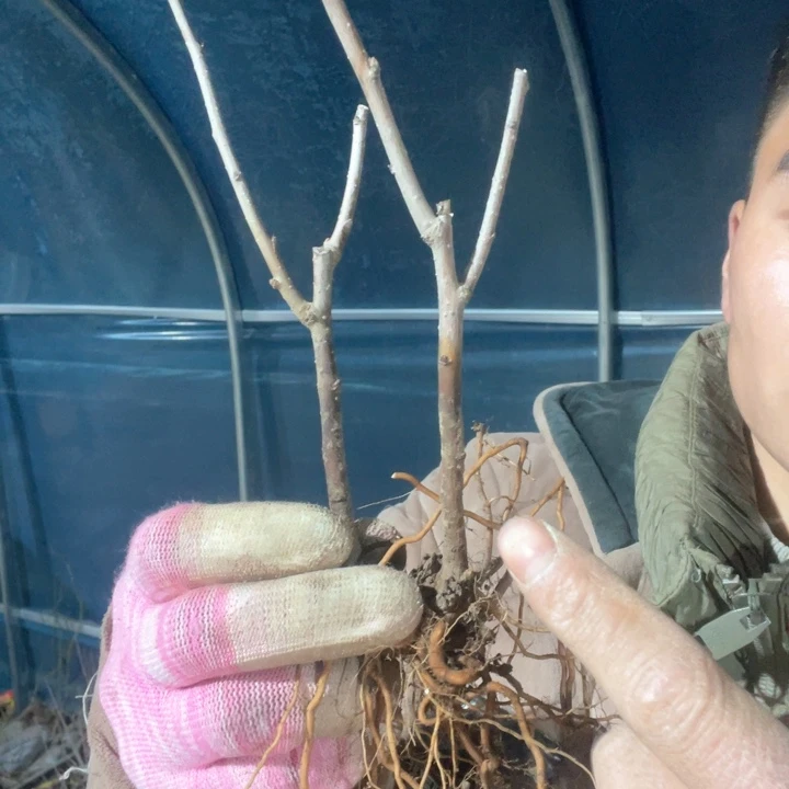 原生沂州红海棠花一颗