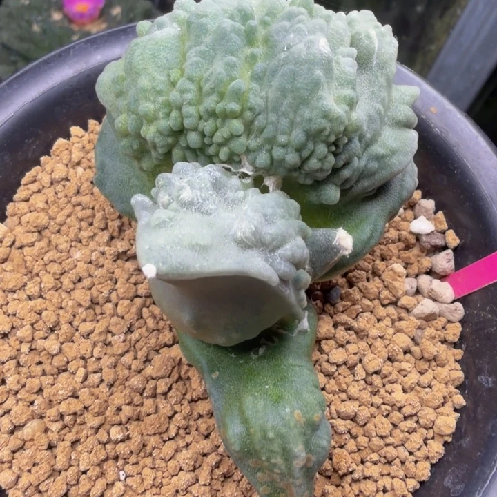 这个跳跃度太夸张了