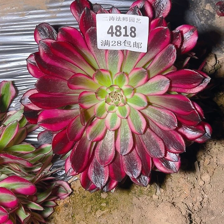 4818黑同白多肉植物2号