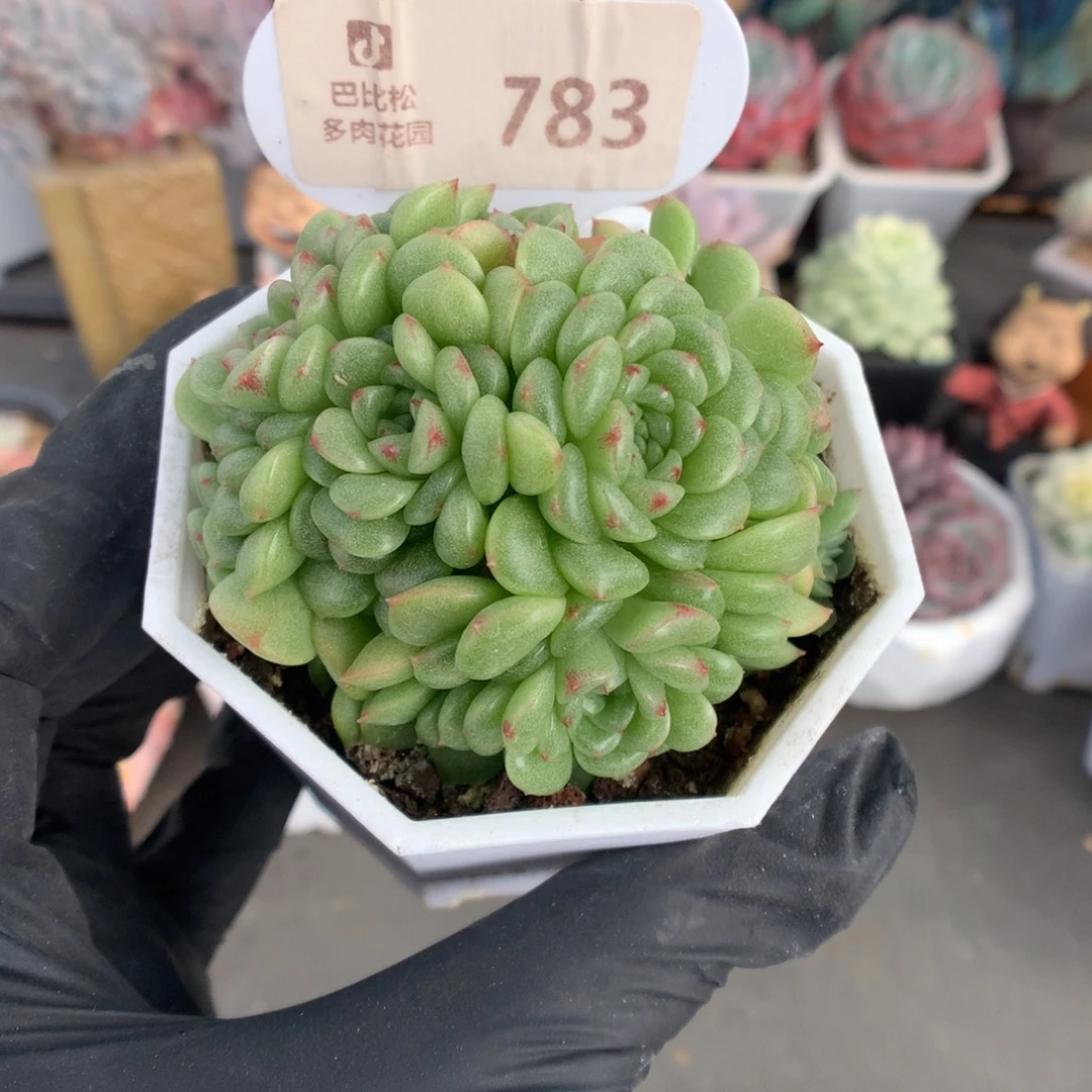 783 灯泡叶麦杆多肉