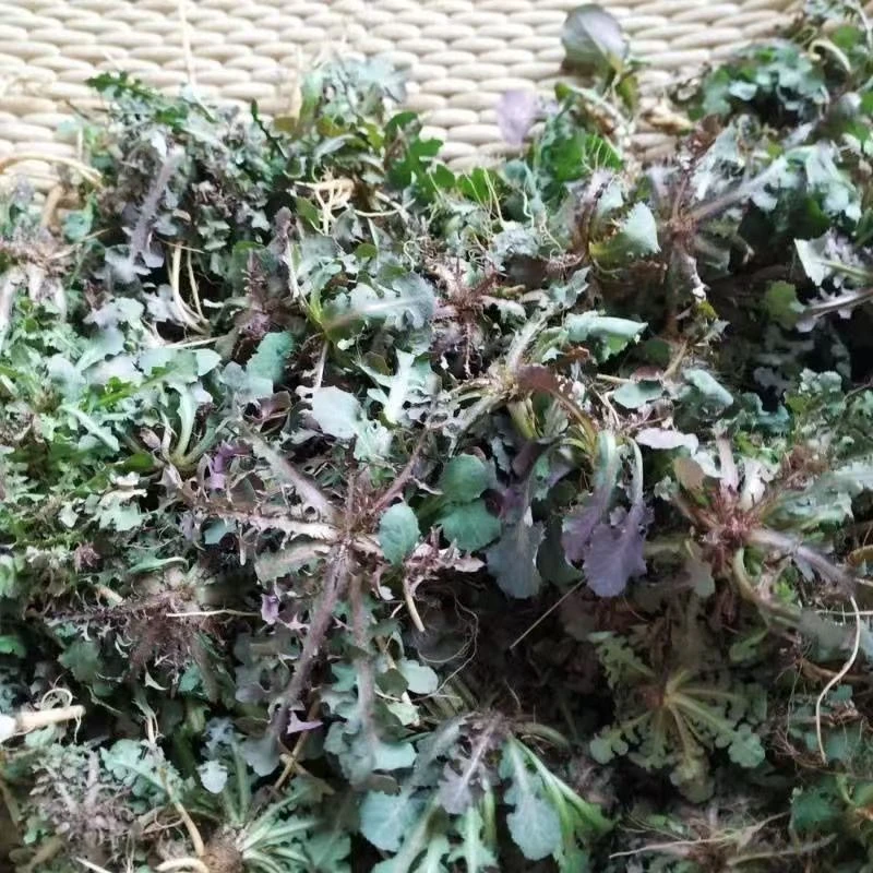 山东沂蒙山野生苦菜新鲜苦麻菜现挖现发苦碟子蘸酱菜