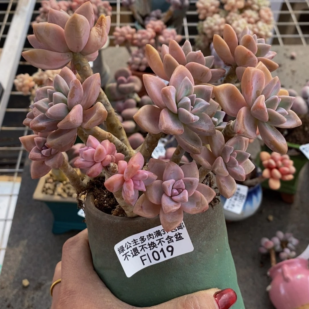 淡雪019/12cm有砍