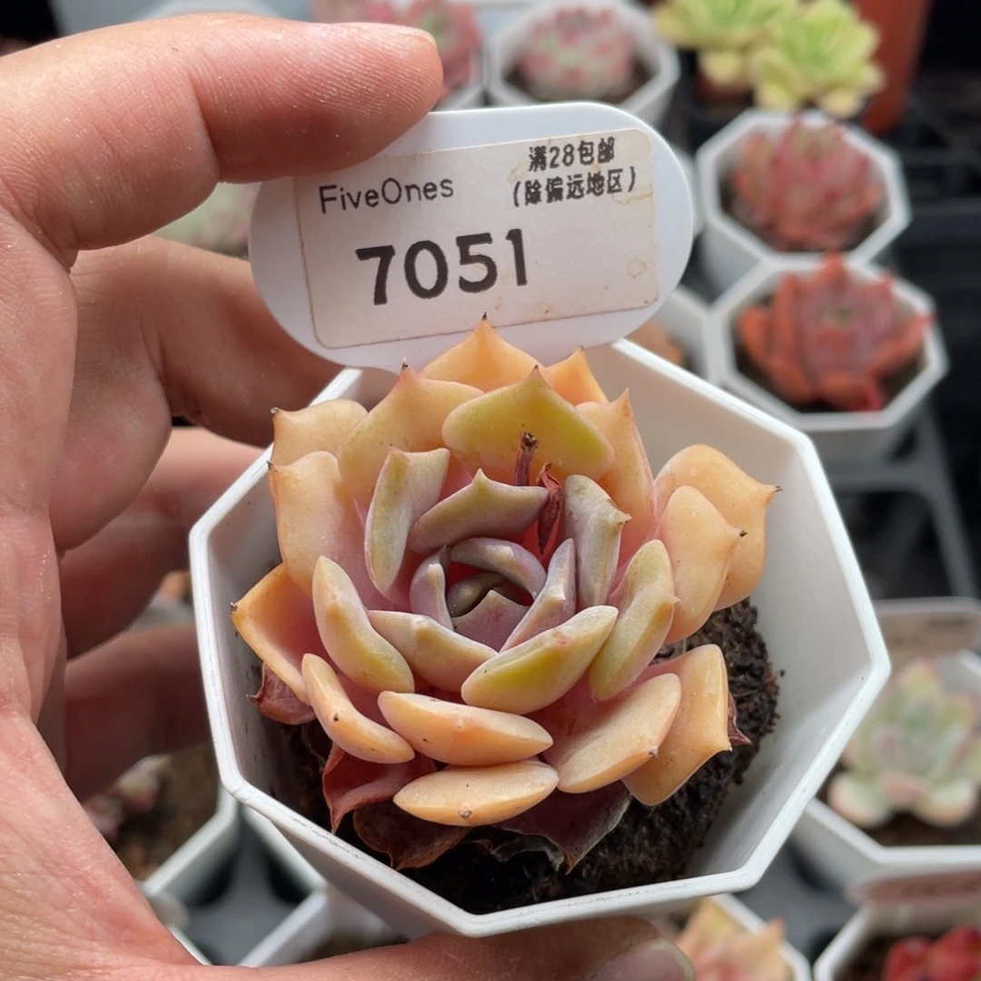 粉蝶7051-5.0厘米