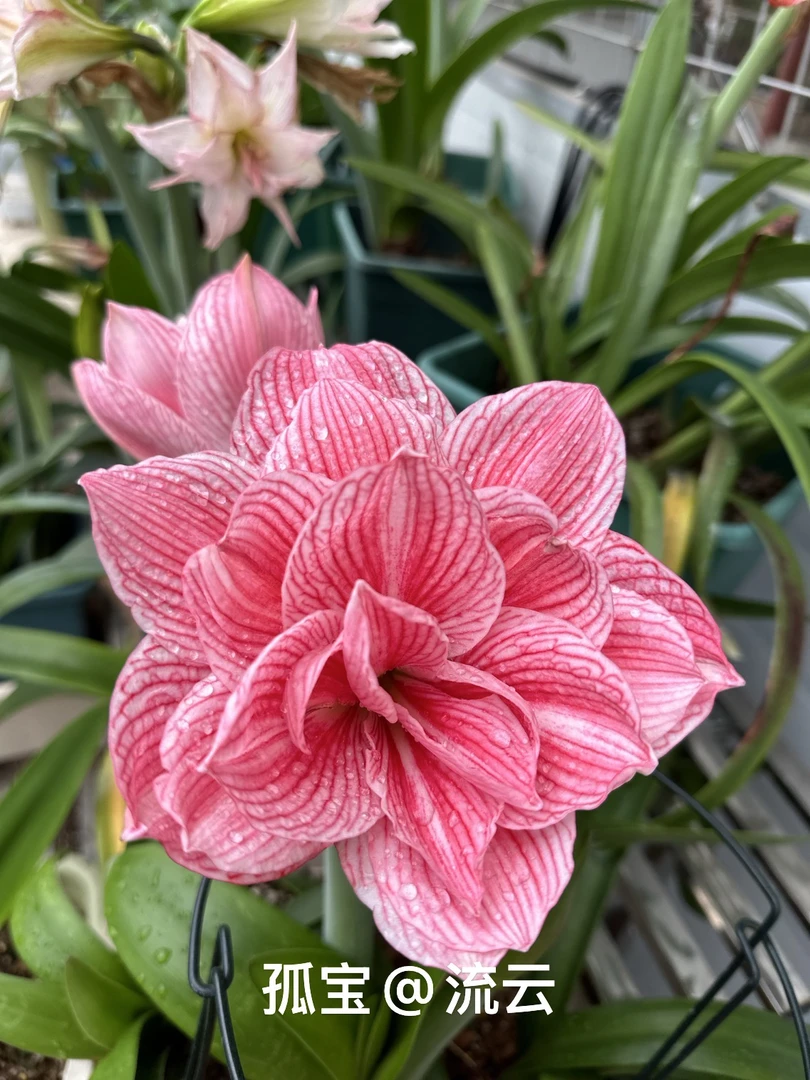 S孤挺花园 孤宝仙子 裸球