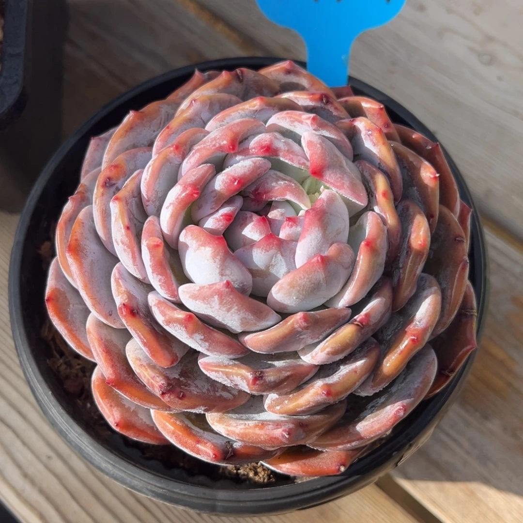 1-19-14蜜橙多肉植物