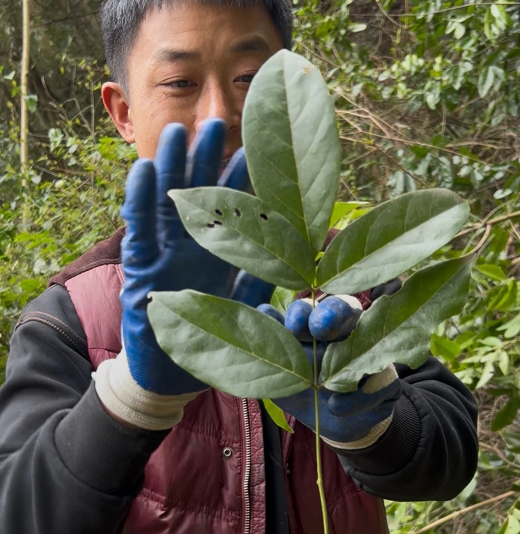 正宗五叶鸡血藤老藤自然晒干无熏硫染色滋补煮水煲汤泡酒红花