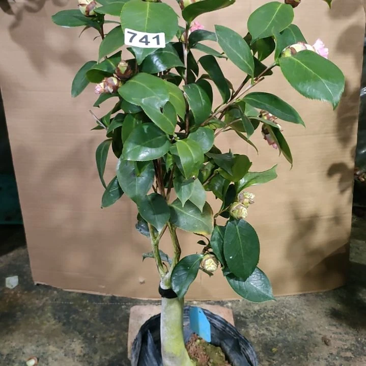 741依恋贝蒂，塞系，原盆原土发货