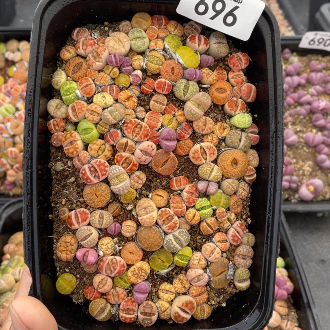 红陶00000000000696