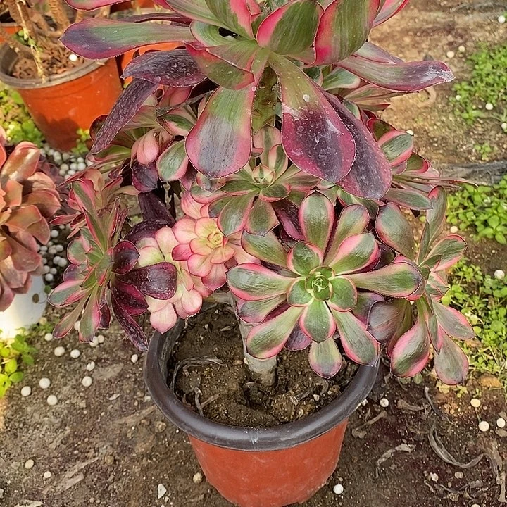 多肉植物巫毒白330多肉