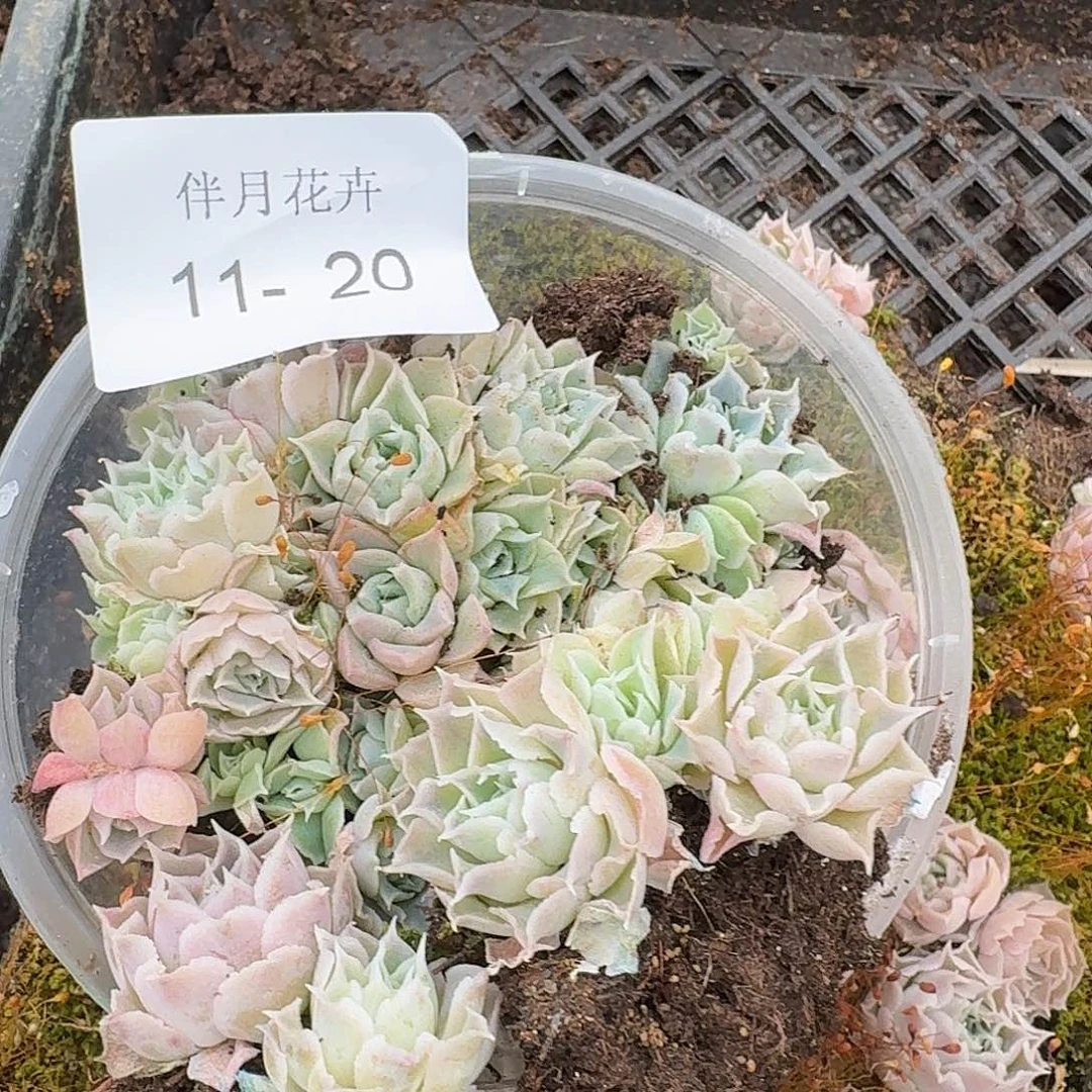 万宝路切糕一盒量拍11-20