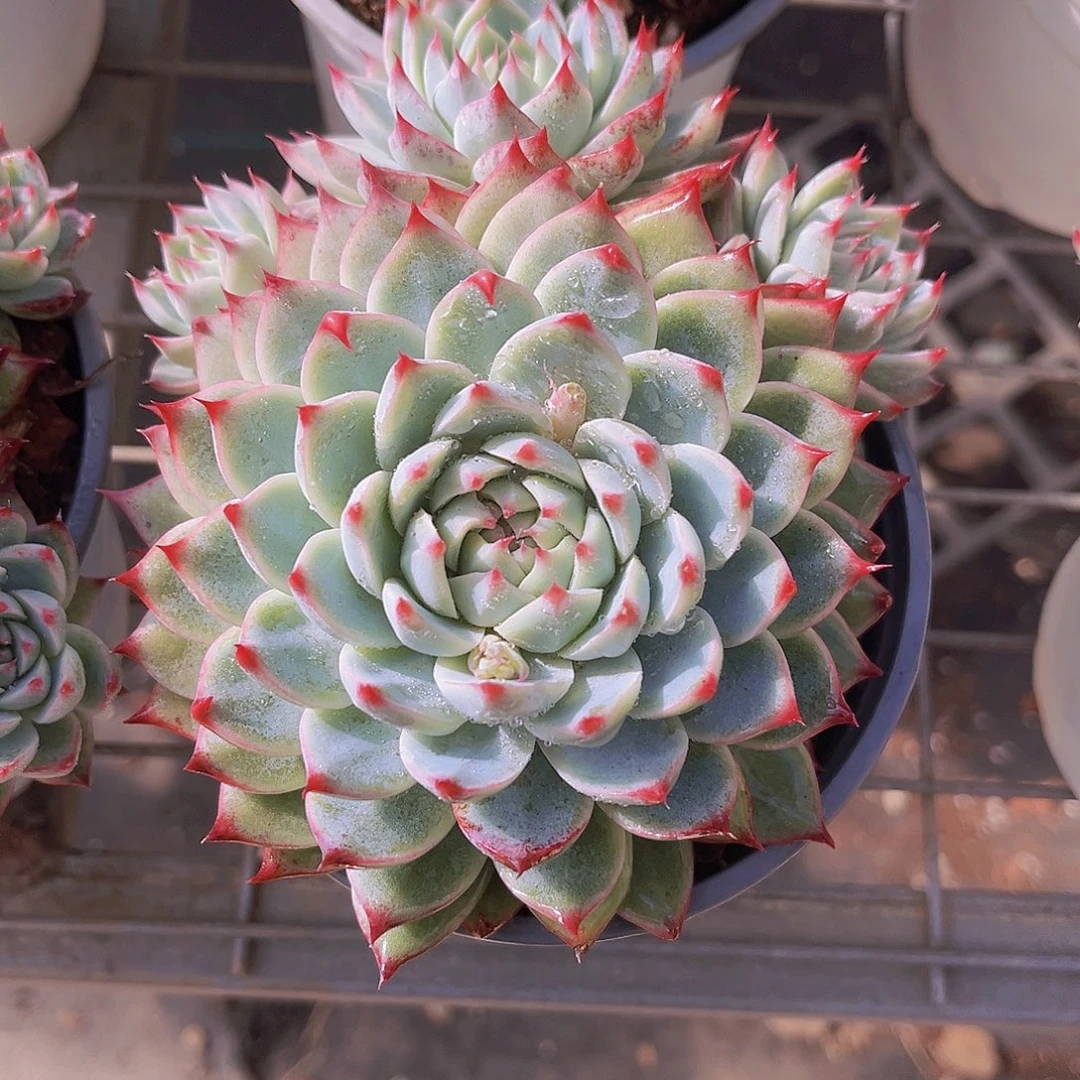 桃夭2号12.5公分9999999