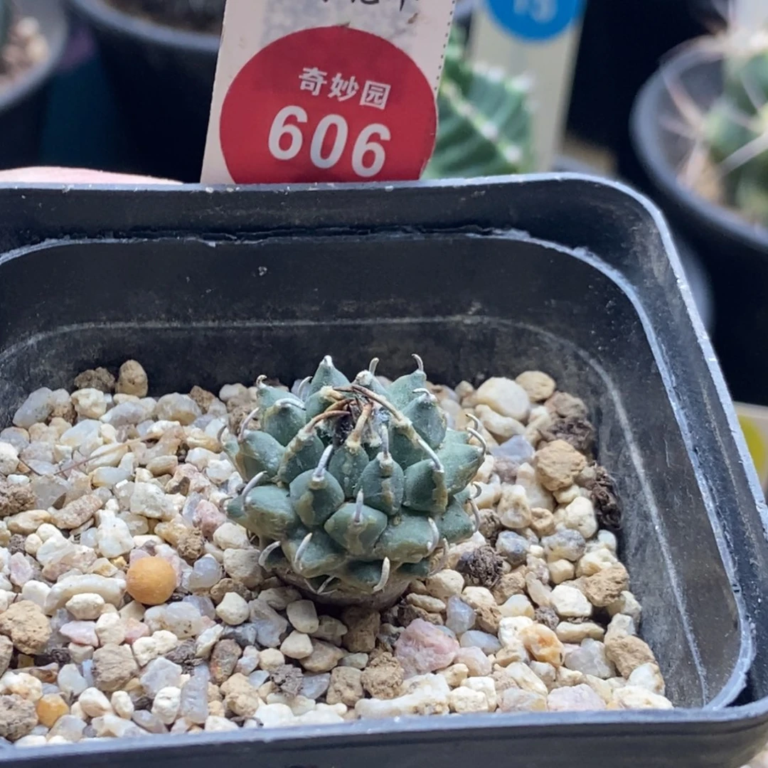 实生安德森娇丽2.2cm