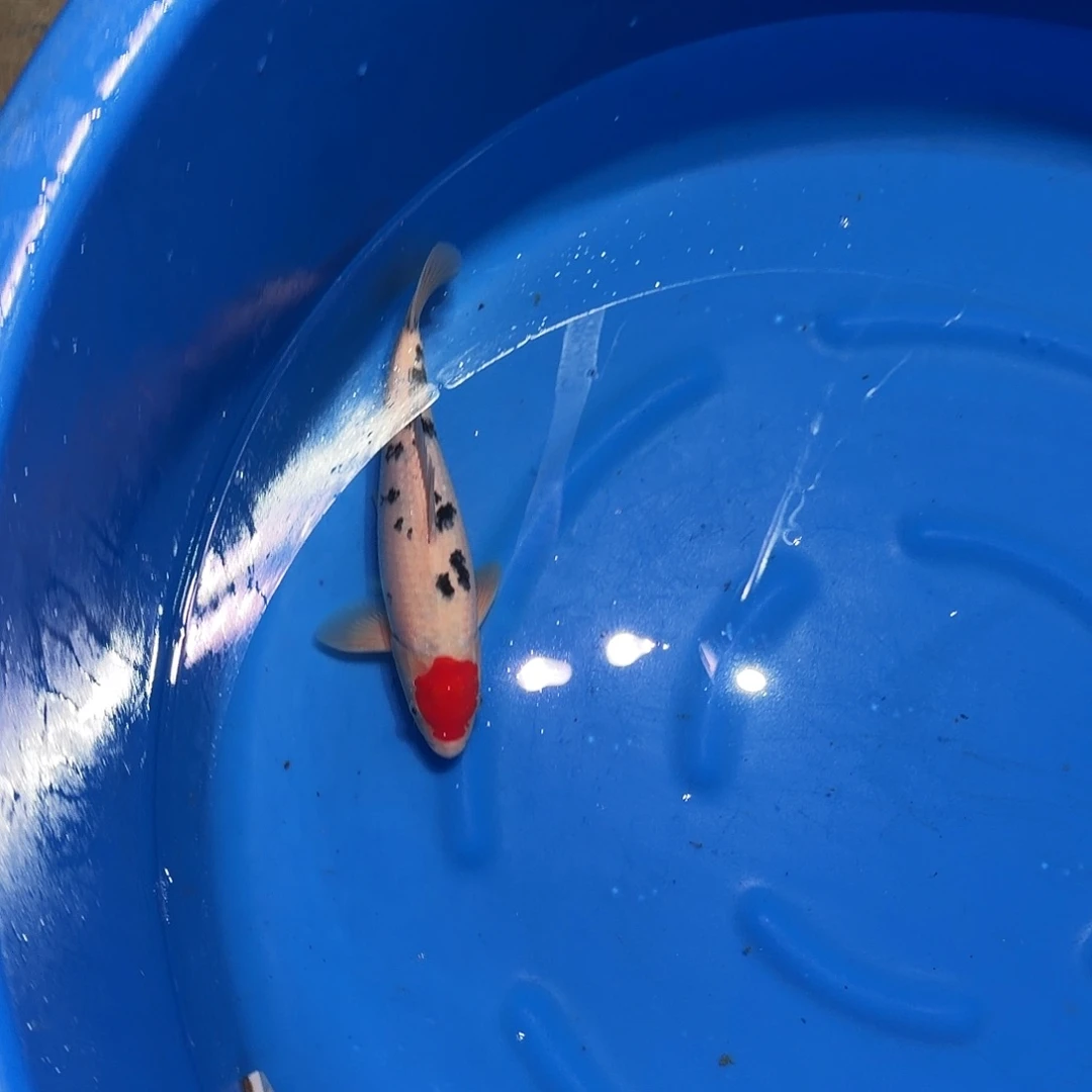 锦鲤单三专拍链接