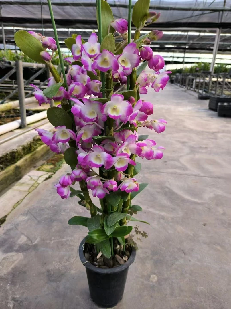 春石斛红磨坊 清香型 原盆发货