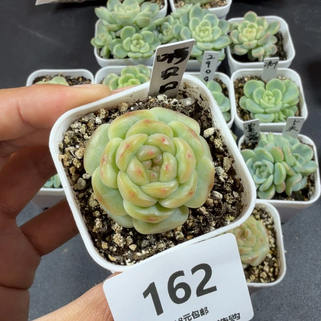 笨***笨啊贝贝一物一拍162