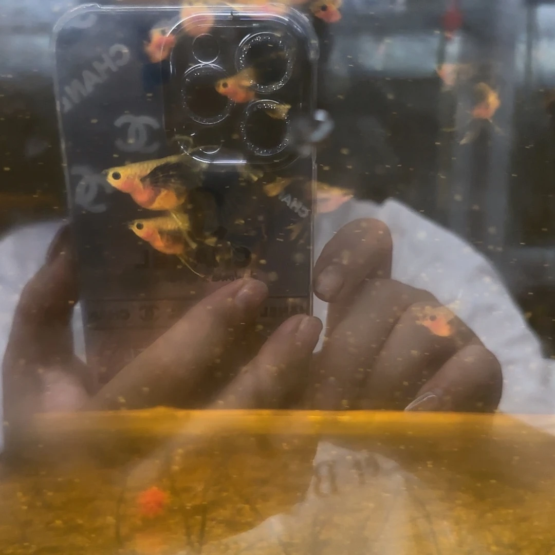 孔雀鱼蓝礼服玻璃猫球绒球1对