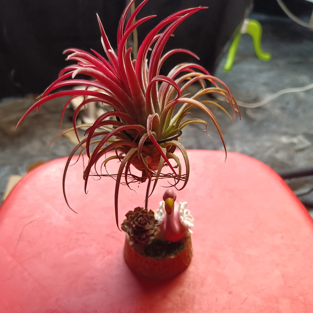 空气凤梨火烈鸟红精灵组合室内办公桌面绿植净化空气