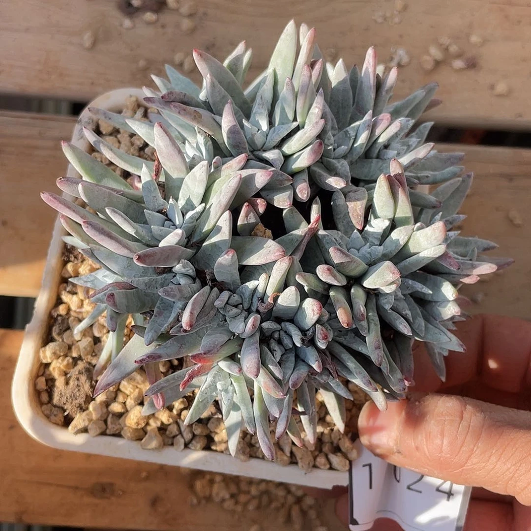 白姆缀化多头11024