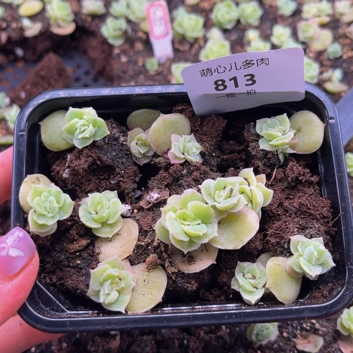 813 多肉植物多肉植物