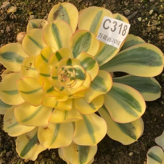 318王妃多肉植物