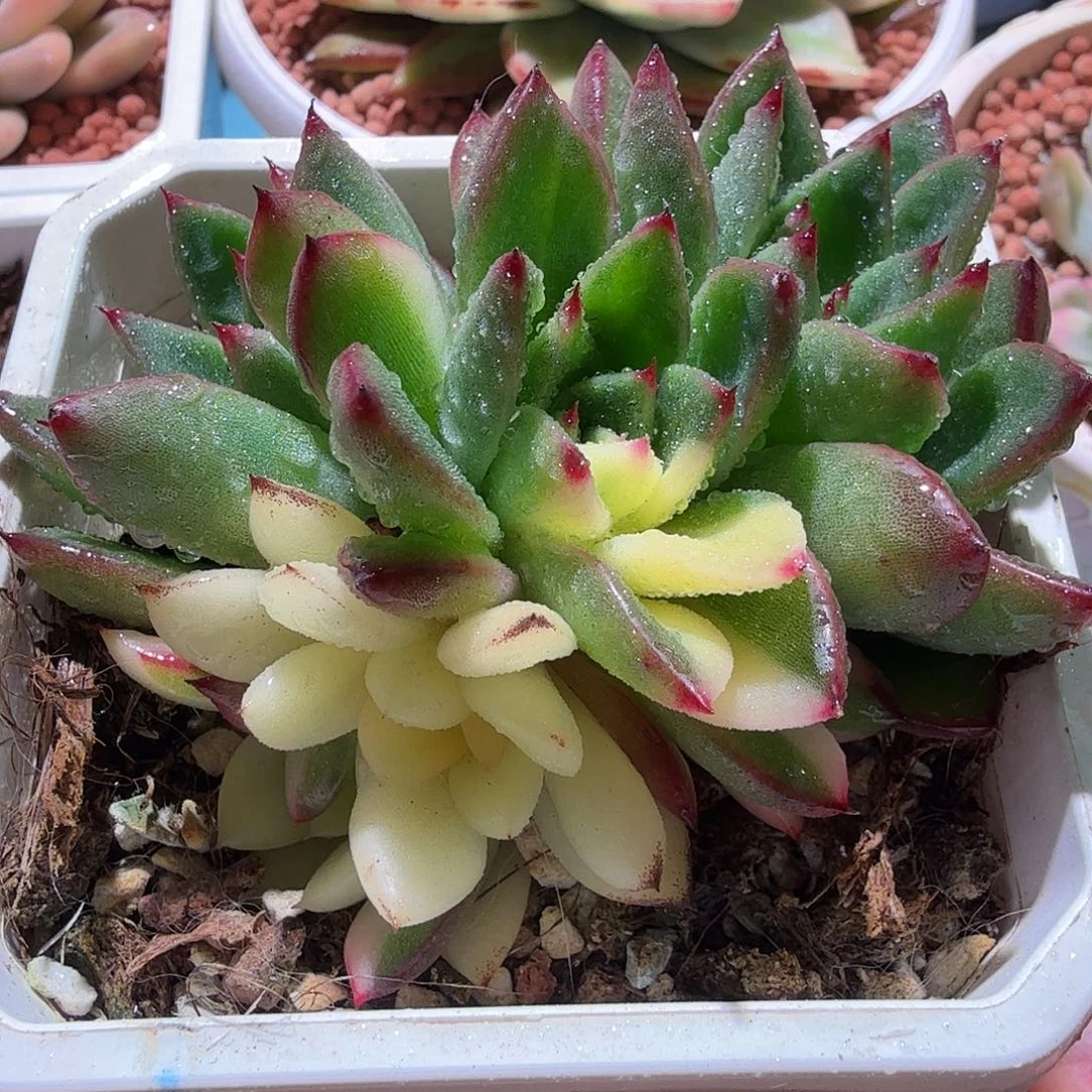 东云锦阴阳，花脸、多肉植物