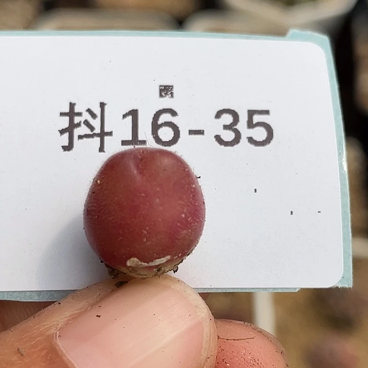 16-35毛翠滴多肉植物