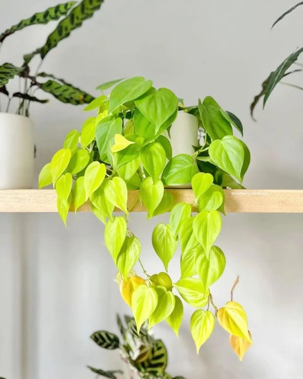 柠檬汁蔓绿绒网红绿植盆栽柠檬色心形叶片可垂吊室内花园庭院绿植