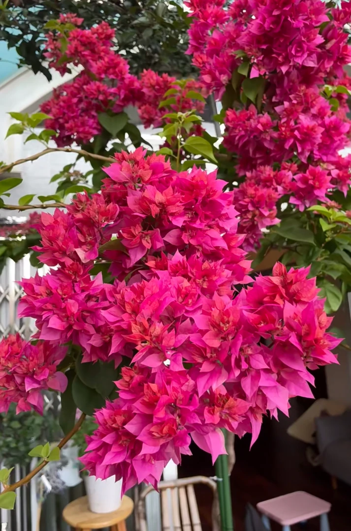 【重瓣红】爬藤庭院三角梅花卉勤花四季开花基地直发