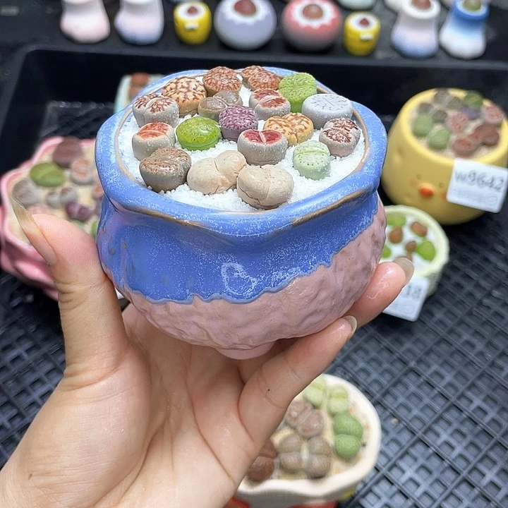 w9644 开播福利 带盆土发货一物一拍