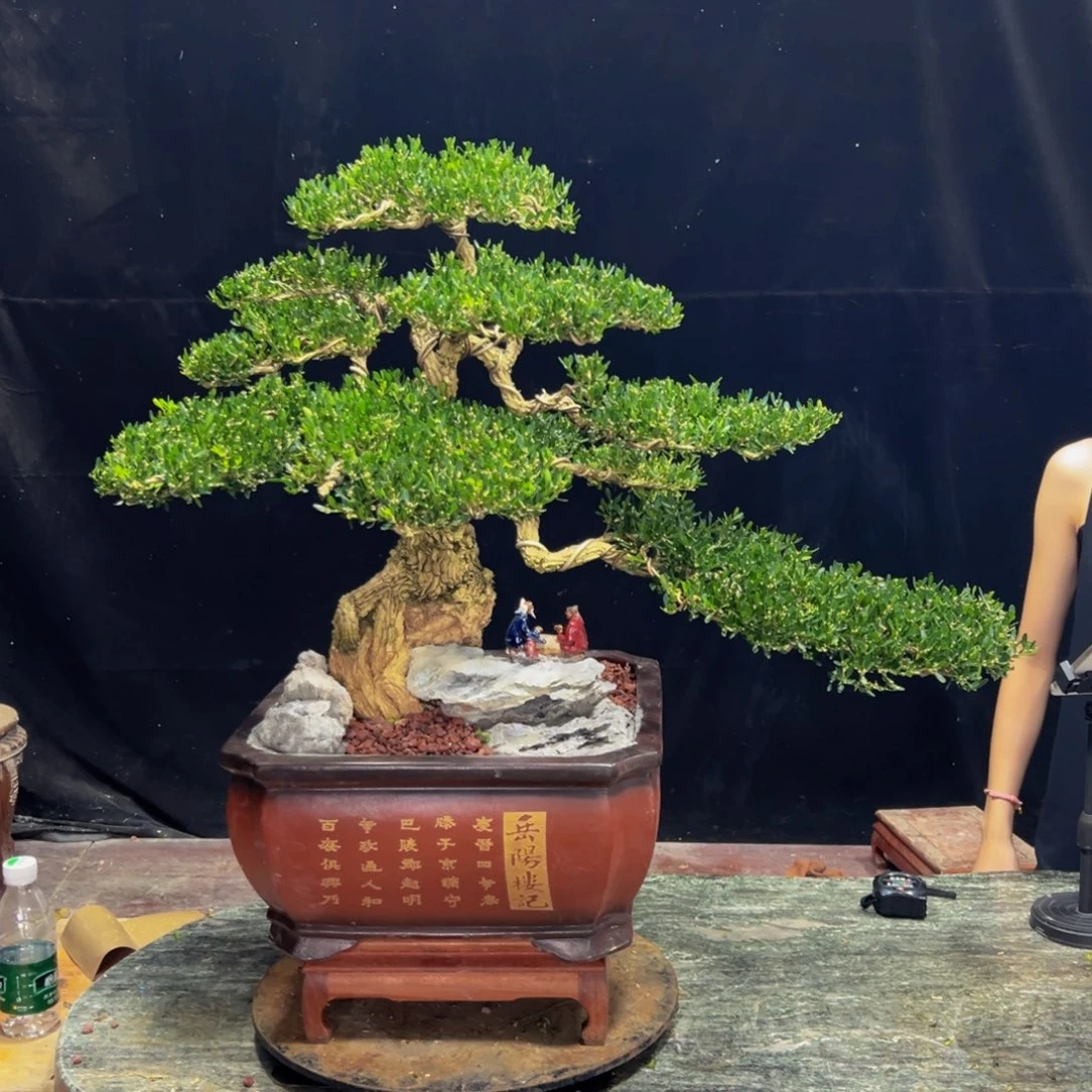 无花朵广东黄杨四季常青
