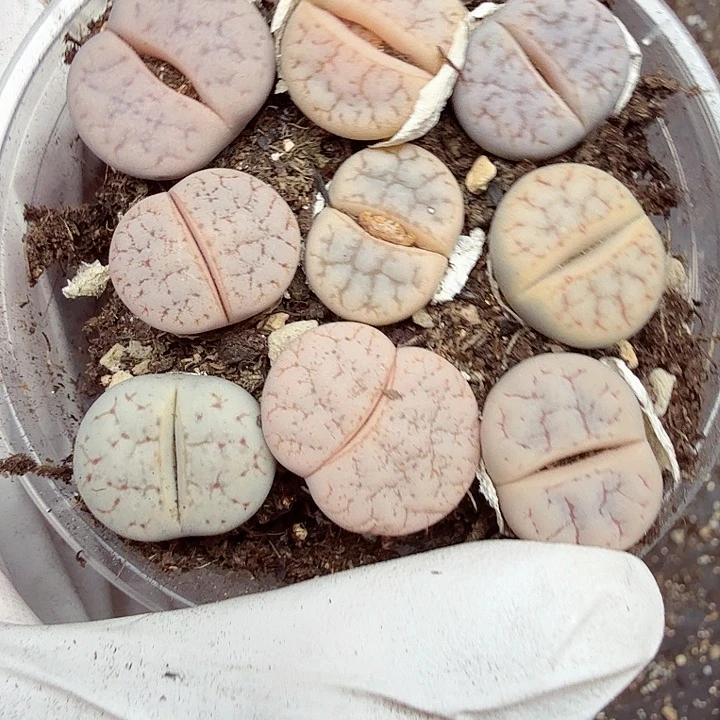 哈哈哈你真的会有很多513是