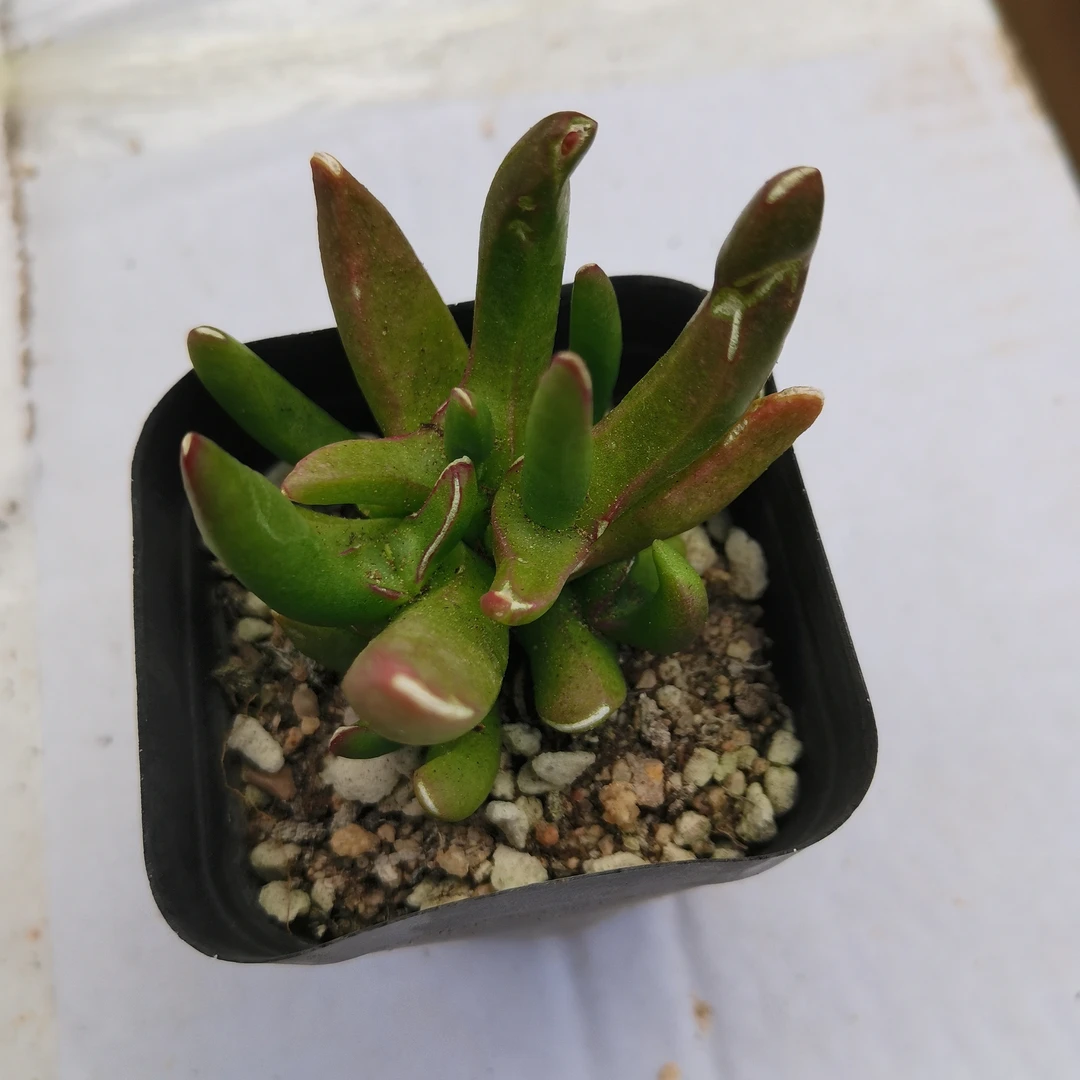 星妖多肉植物室内桌面防辐射创意盆栽花卉好养易活